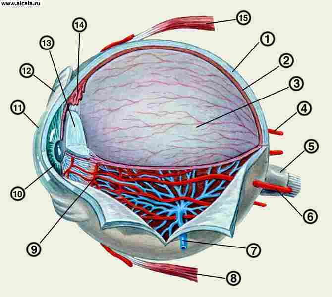 Рис. 1. Схематическое изображение глазного яблока в сагиттальной плоскости (стекловидное тело, часть хрусталика и оболочек удалены): 1 — склера; 2 — собственно сосудистая оболочка; 3 — сетчатка; 4 — короткая задняя ресничная артерия; 5 — зрительный нерв; 6 — длинная задняя ресничная артерия; 7 — вортикозная вена; 8 — нижняя прямая мышца; 9 — большой артериальный круг радужки; 10 — радужка; 11 — роговица; 12 — конъюнктива; 13 — хрусталик; 14 — ресничное тело; 15 — верхняя прямая мышца.