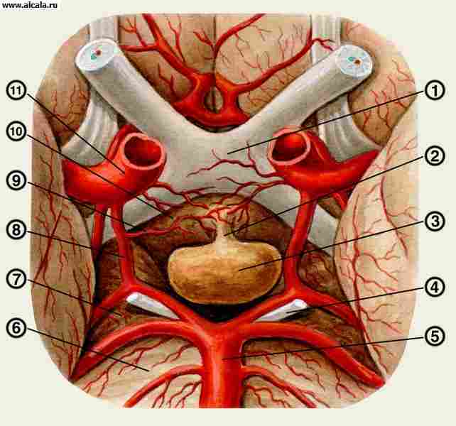 Рис. 1. Топография гипофиза: 1 — перекрест зрительных нервов; 2 — воронка гипофиза; 3 — гипофиз; 4 — глазодвигательный нерв; 5 — базилярная артерия; 6 — мост головного мозга; 7 — ножка мозга; 8 — задняя соединительная артерия; 9 — гипофизарная артерия; 10 — серый бугор; 11 — внутренняя сонная артерия.