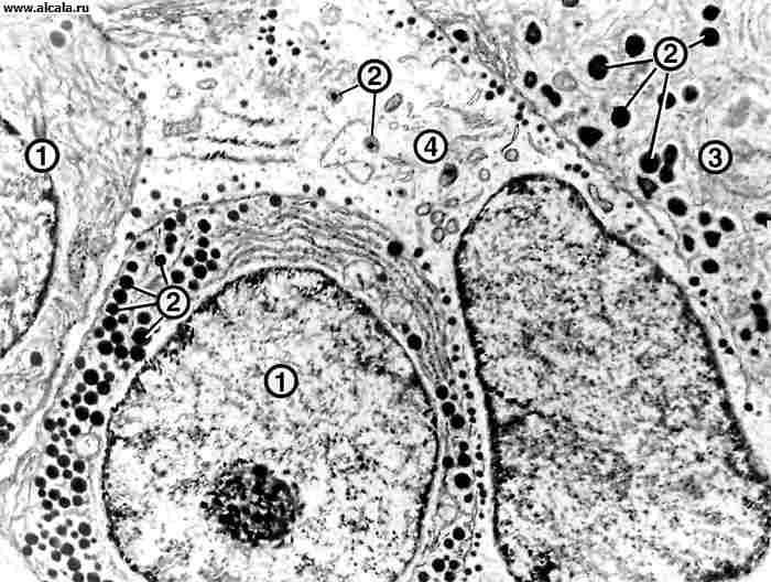 Рис. 3а). Ультраструктура функциональных клеток передней доли гипофиза крысы (в норме): соматотрофы (1) с выраженной эндоплазматической сетью и секреторными гранулами (2); лактотроф (3) с крупными секреторными гранулами (2); кортикотрофы (4) с мелкими секреторными гранулами, 8000.